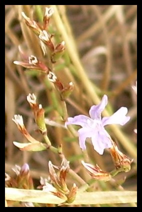 Limonium tigulianum?